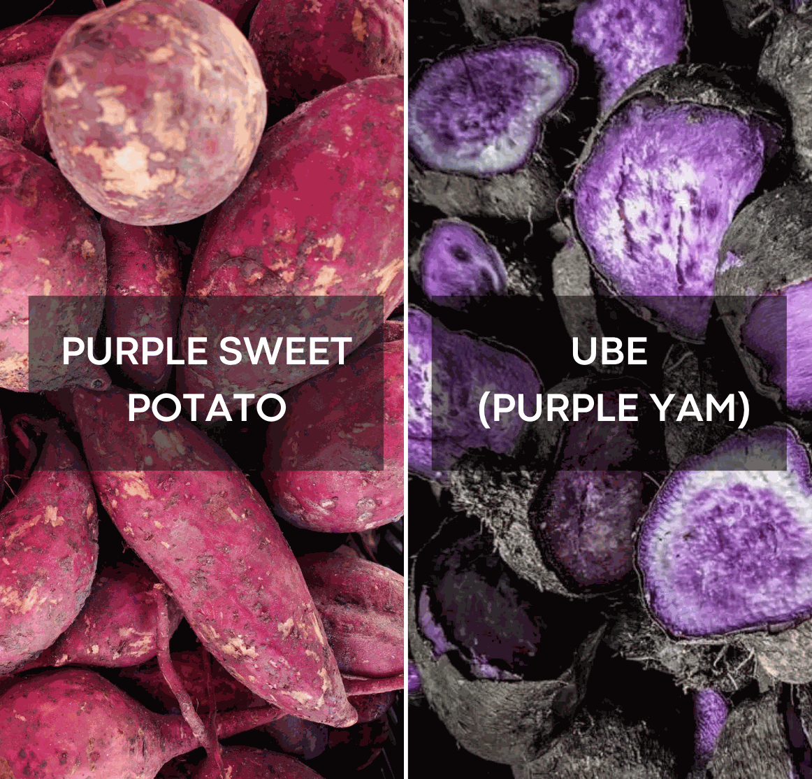 Ube vs Camote Morado