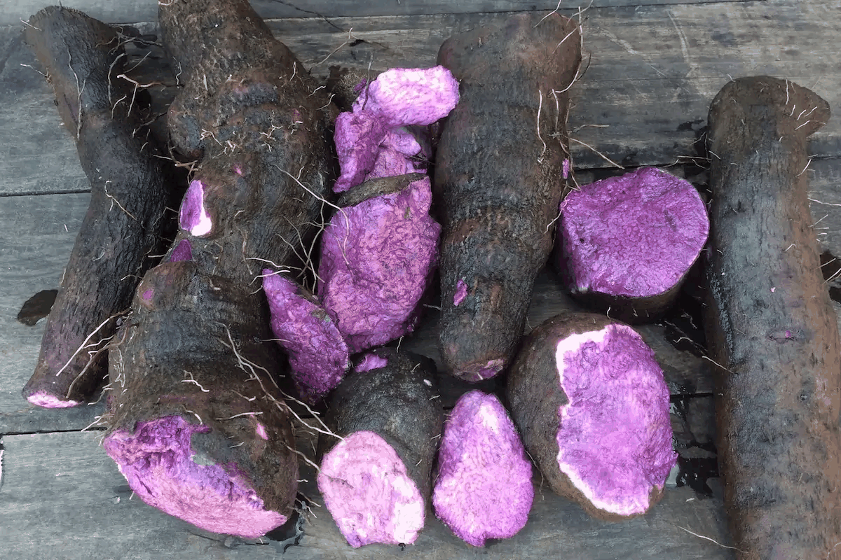 ¿Qué es el Ube? Guía Completa del Ñame Morado